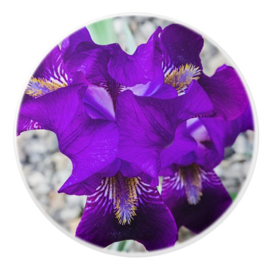 Schöne lila Iris Keramikknauf (Vorderseite)