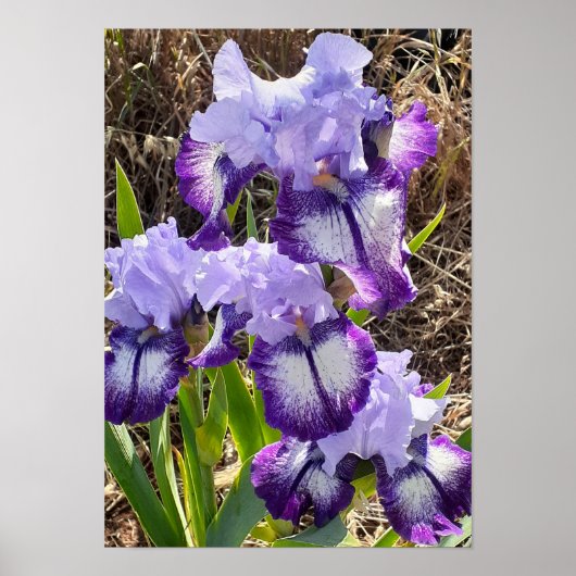Schöne lila Iris-Lilien-Blumengartenposter Poster (Vorne)