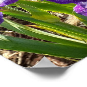 Schöne lila Iris-Lilien-Blumengartenposter Poster (Ecke)