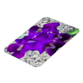 Schöne lila Iris Magnet