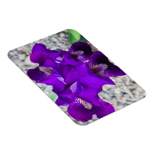 Schöne lila Iris Magnet (Rechte Seite)