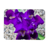 Schöne lila Iris Magnet (Horizontal)