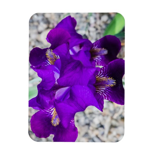 Schöne lila Iris Magnet (Vertikal)