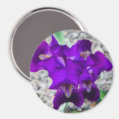 Schöne lila Iris Magnet (Vorderseite/Rückseite)