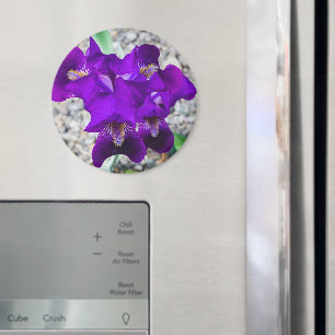 Schöne lila Iris Magnet