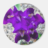 Schöne lila Iris Magnet (Vorne)