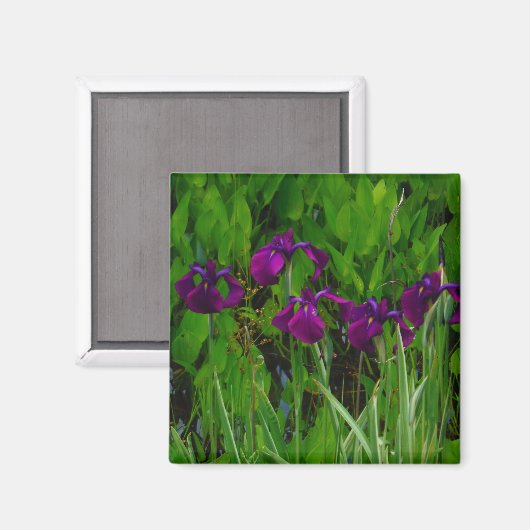 Schöne Lila Iris Magnet (Vorderseite/Rückseite)