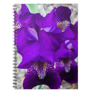 Schöne lila Iris Notizblock