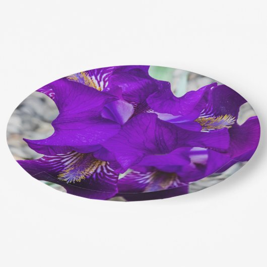 Schöne lila Iris Pappteller (Schrägansicht)