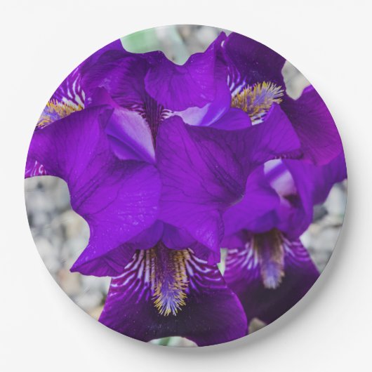 Schöne lila Iris Pappteller (Vorderseite)
