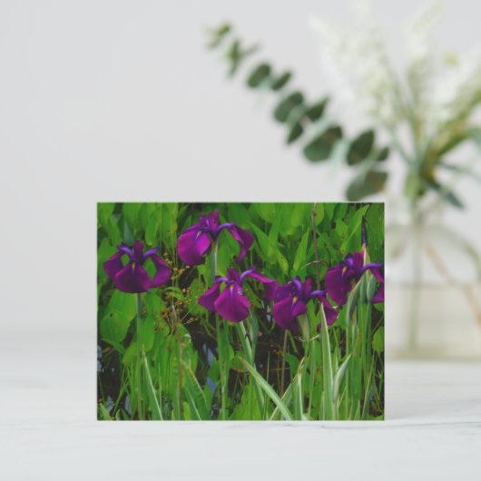 Schöne Lila Iris Postkarte (Stehend Vorderseite)