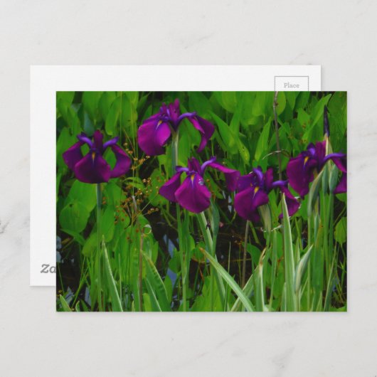 Schöne Lila Iris Postkarte (Vorne/Hinten)