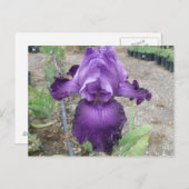 Schöne lila Iris Postkarte (Vorne/Hinten)