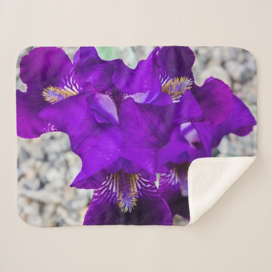 Schöne lila Iris Sherpadecke (Vorderseite (Horizontal))