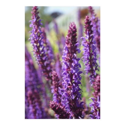 Schöne lila Lavender Blume Fotodruck (Vorne)