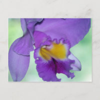 Schöne lila Orchidee Blume
