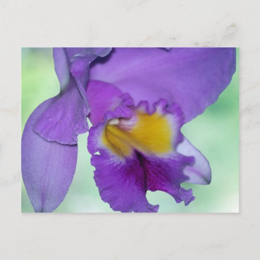 Schöne lila Orchidee Blume Postkarte (Vorderseite)