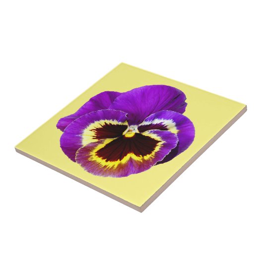 Schöne lila Pansy Fliese (Seite)
