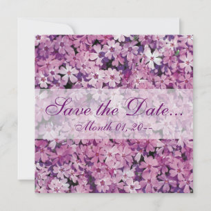 Schöne Lila Phlox Blume Ankündigungen