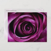 Schöne Lila Rose Blume Petals Girls Geschenke Postkarte (Vorne/Hinten)