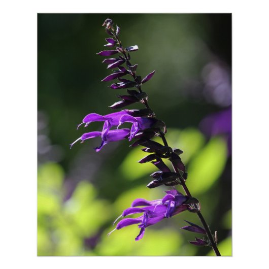 Schöne Lila Salvia Amistad Blume Poster (Vorderseite)