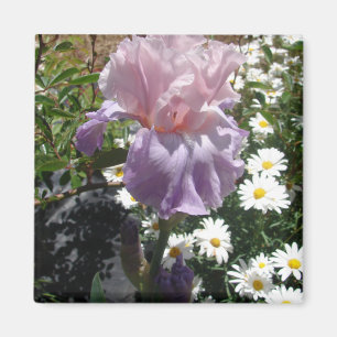 Schöne lila Schwertlilie-Blumen floral Foto Magnet