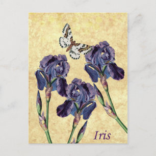Schöne lila Schwertlilienblumen und Schmetterling Postkarte