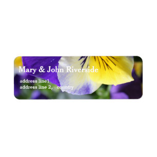 schöne lila und gelbe Pansy-Blume