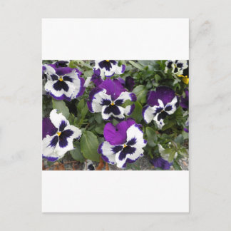 Schöne Lila und weiße Pansy Art Postkarte