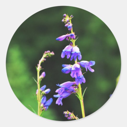 Schöne Lila Wildblumen in Bloom in Kanada Runder Aufkleber (Vorderseite)