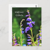 Schöne Lila Wildblumen in Bloom Postkarte (Vorne/Hinten)