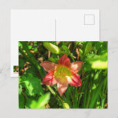 Schöne Lilie Postkarte (Vorne/Hinten)