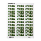 Schöne Lily des Tals (Vorne)