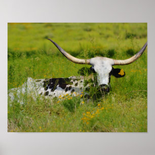 Schöne Longhorn-Kuh auf der Weide Fotokunst Poster