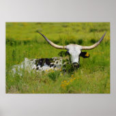 Schöne Longhorn Kuh im Grünen Poster (Vorne)