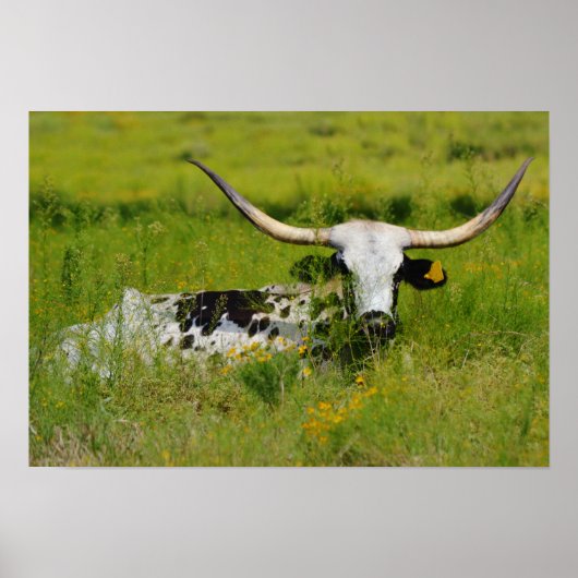 Schöne Longhorn Kuh im Grünen Poster (Vorne)