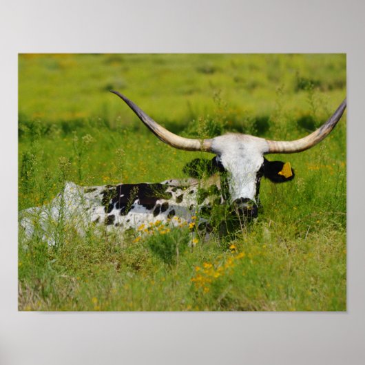 Schöne Longhorn Kuh im Grünen Poster (Vorne)
