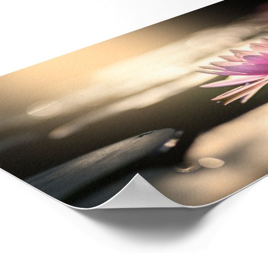 Schöne Lotus, See, Zen Poster (Ecke)