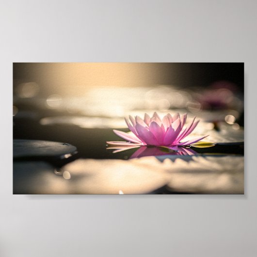 Schöne Lotus, See, Zen Poster (Vorne)
