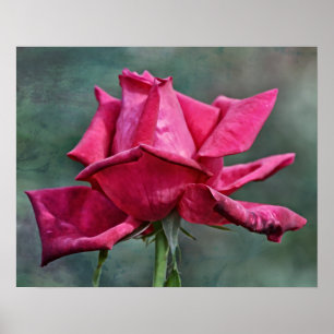 Schöne Magenta Pink Rose Fotokunst Printmedien Poster