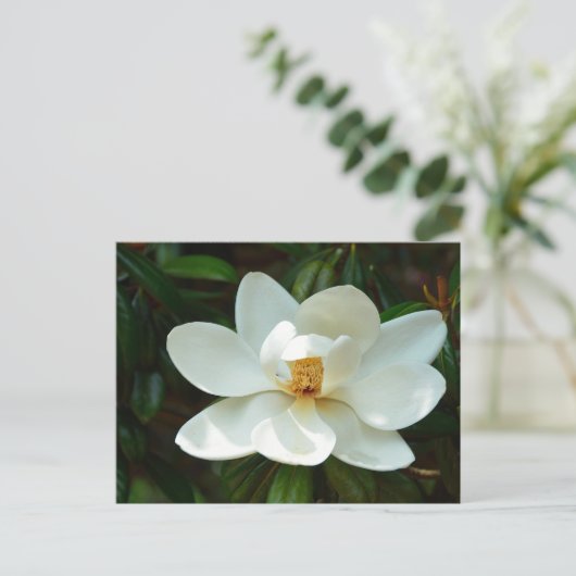 Schöne Magnolia-Blume Postkarte (Stehend Vorderseite)