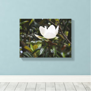 Schöne Magnolienblüte Leinwanddruck