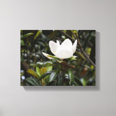 Schöne Magnolienblüte Leinwanddruck (Vorderseite)
