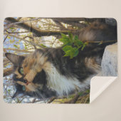 schöne majestätische Katze bunt Sherpadecke (Vorderseite (Horizontal))