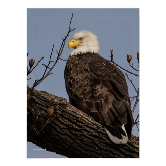 Schöne Mama (Adler) Poster (Vorderseite)