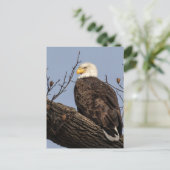 Schöne Mama (Adler) Postkarte (Stehend Vorderseite)