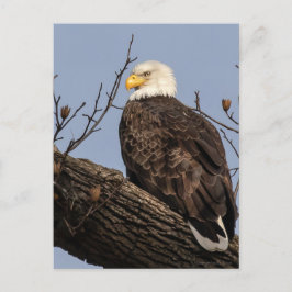 Schöne Mama (Adler) Postkarte