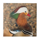 Schöne Mandarin-Duck auf den Felsen Fliese (Vorderseite)