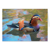 Schöne Mandarin-Duck im Teich (Vorderseite (Horizontal))