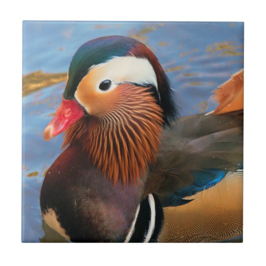 Schöne Mandarin-Duck im Teich Fliese (Vorderseite)